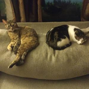 Meet your Posher, Bridget